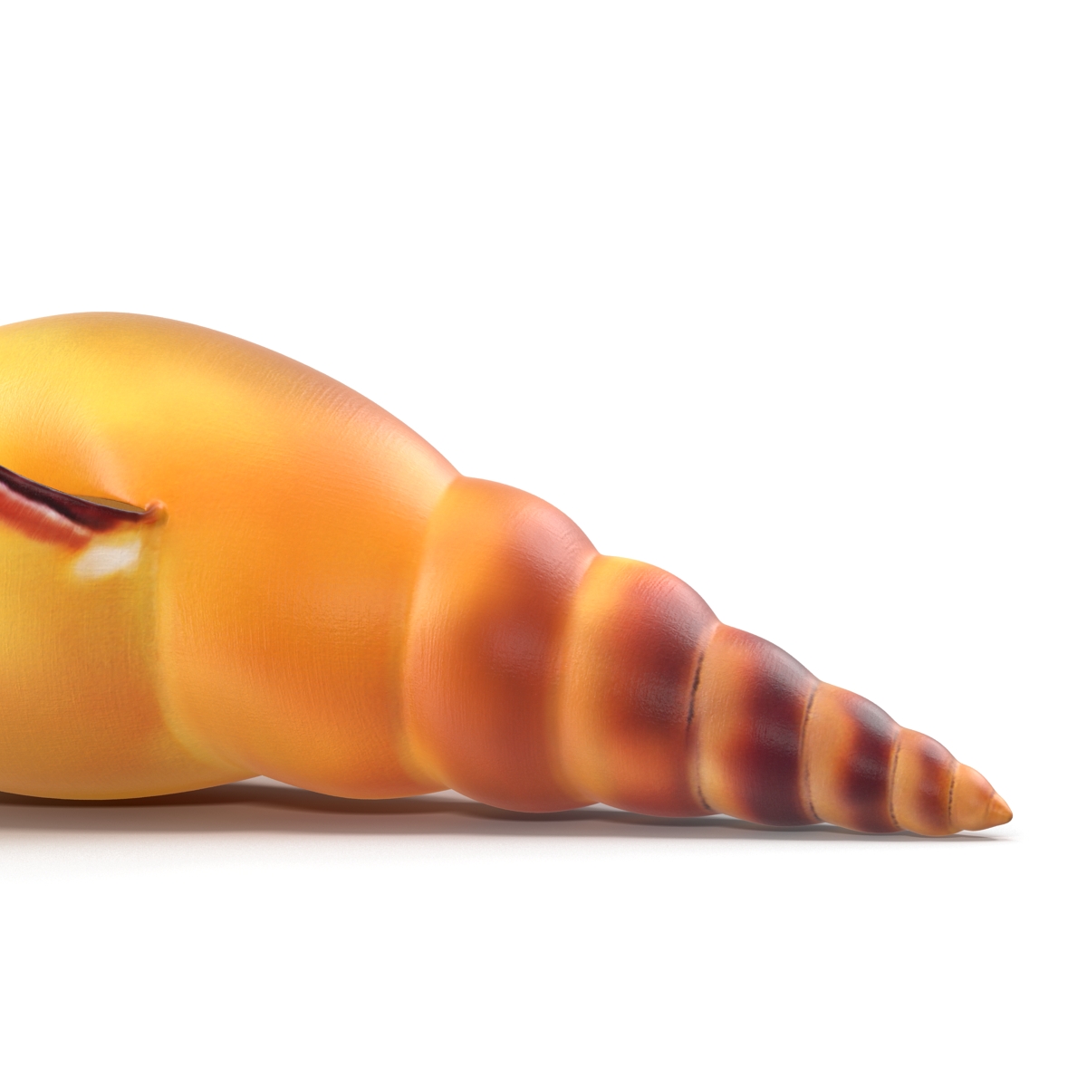 3D model Seashell