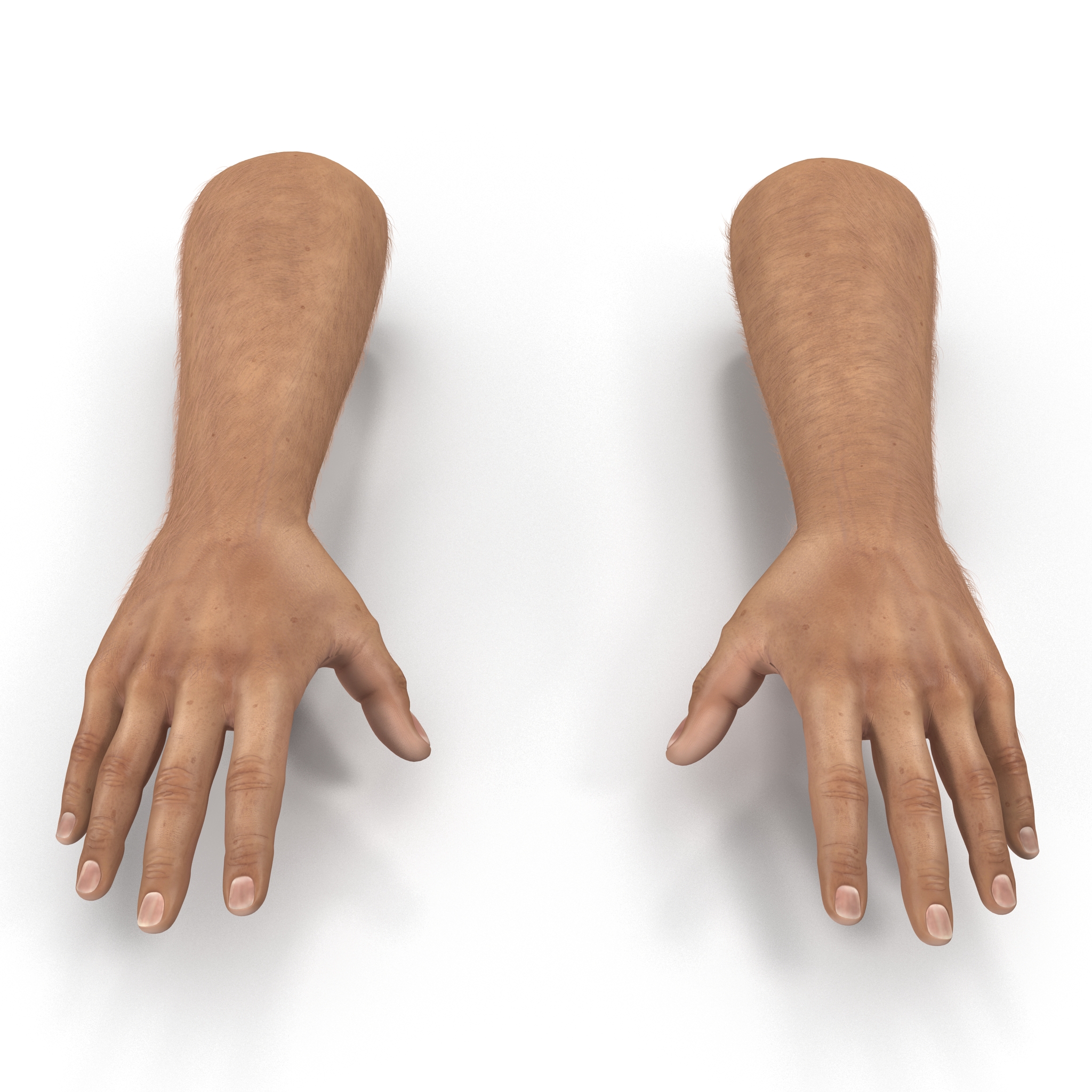 3D Man Hands with Fur model