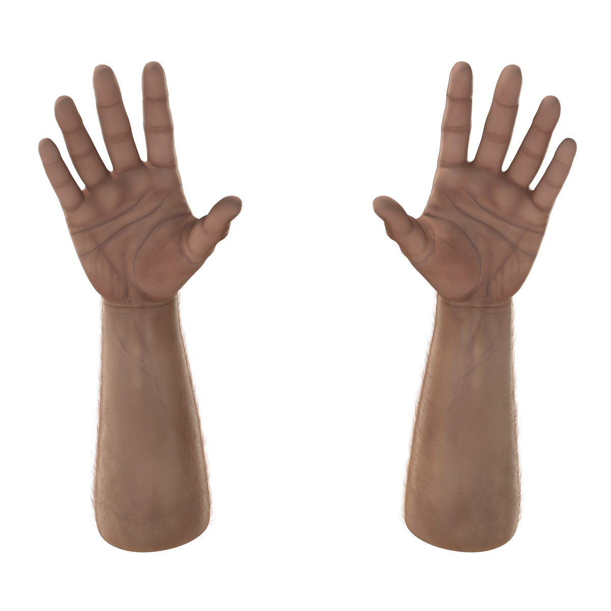 3D Man Hands with Fur model