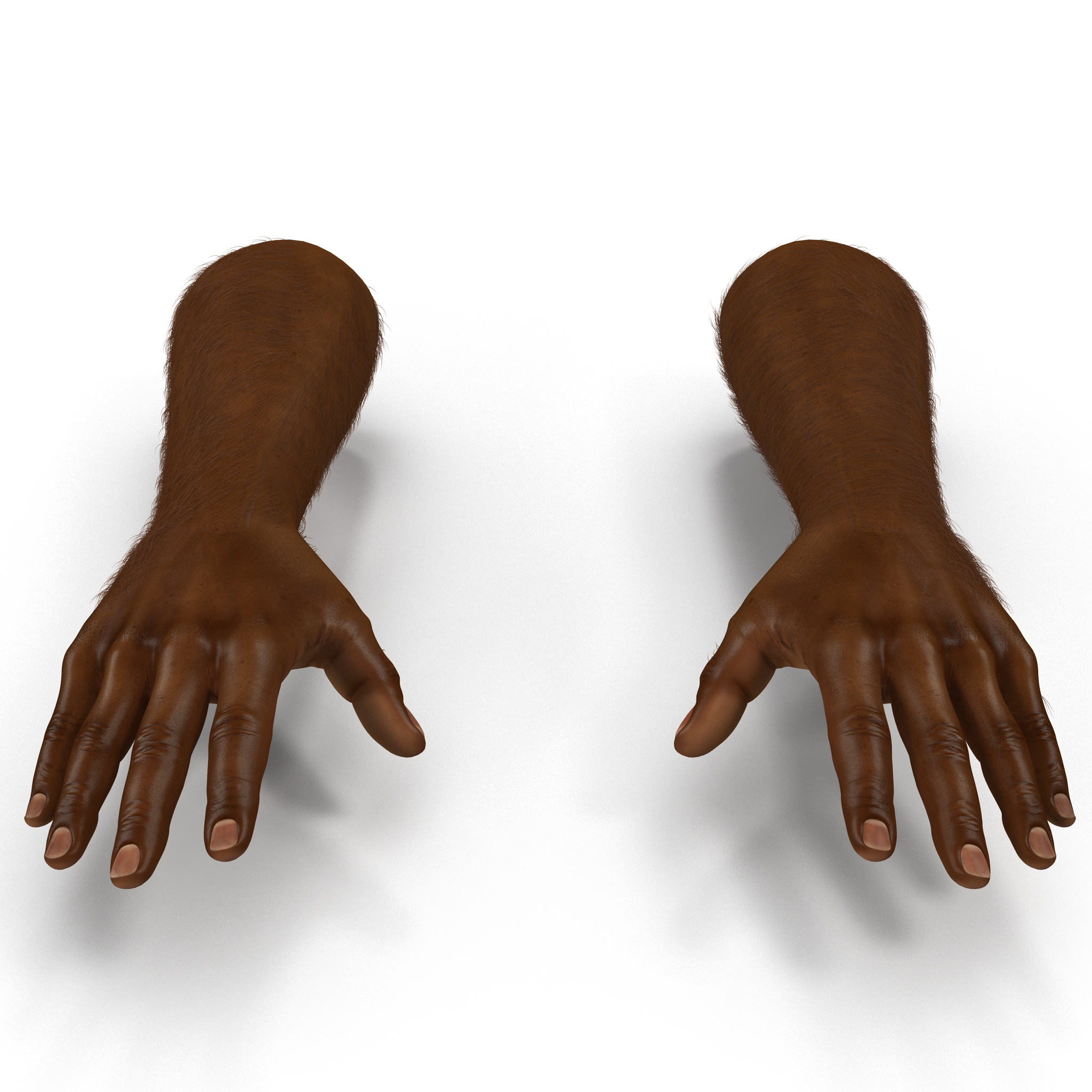 3D African Man Hands with Fur