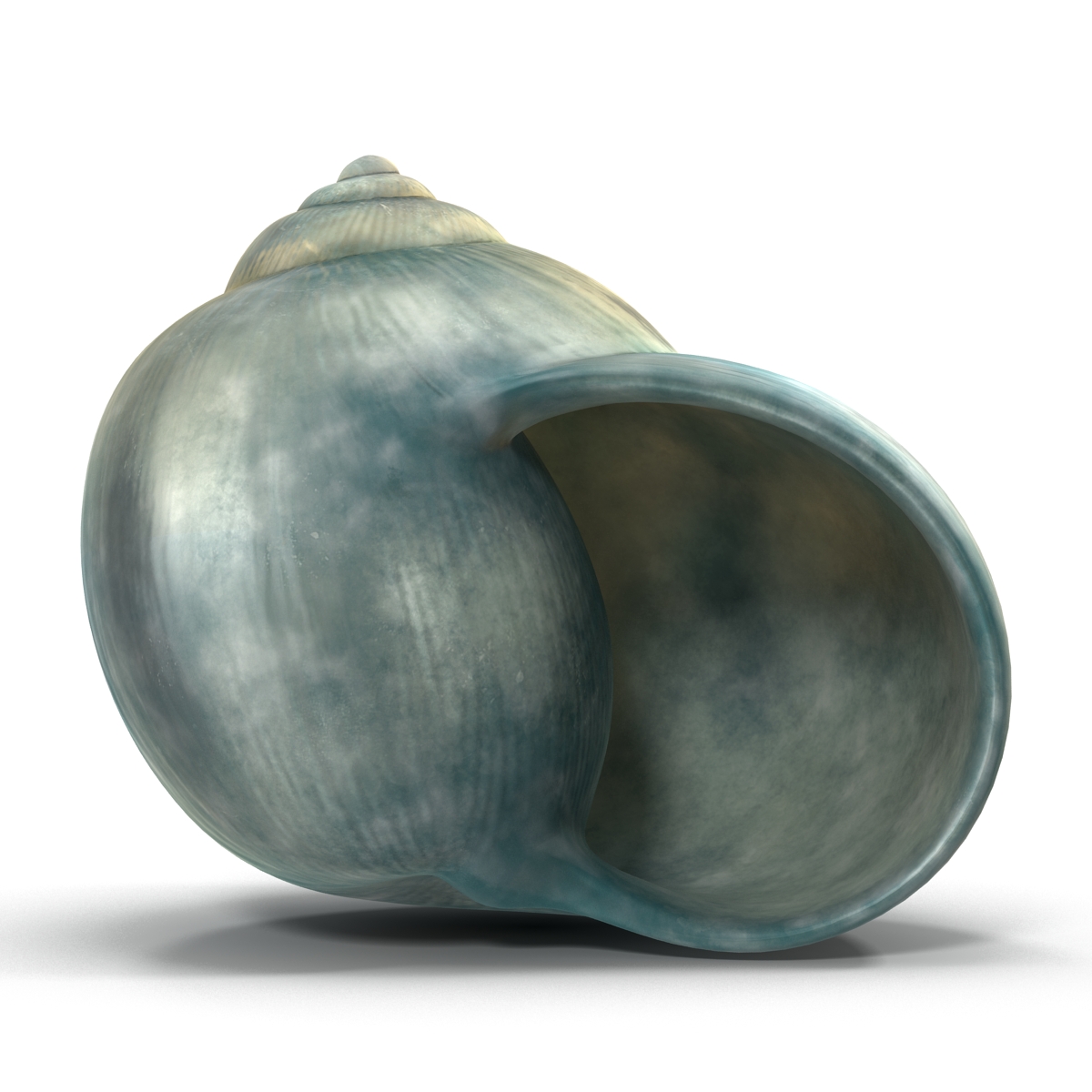 3D model Seashell 2