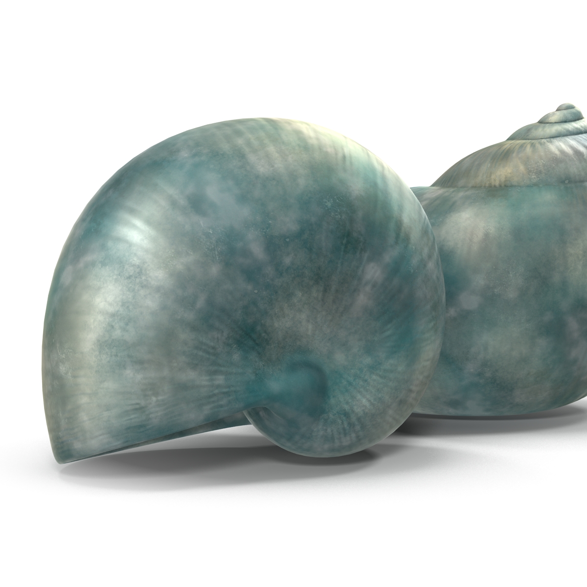 3D model Seashell 2