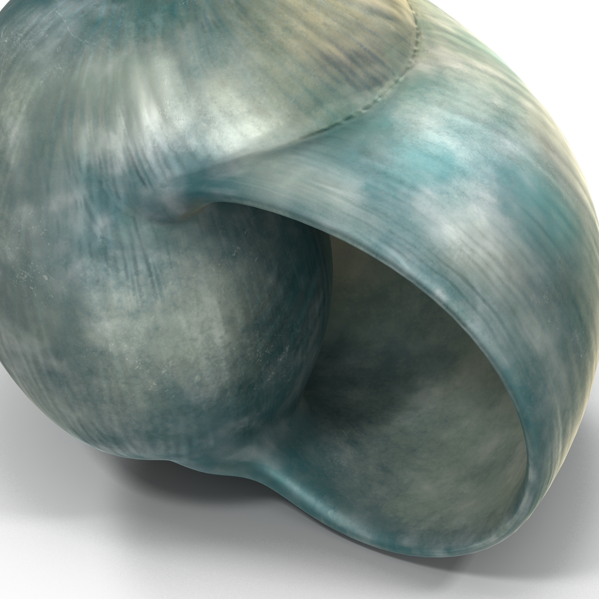 3D model Seashell 2