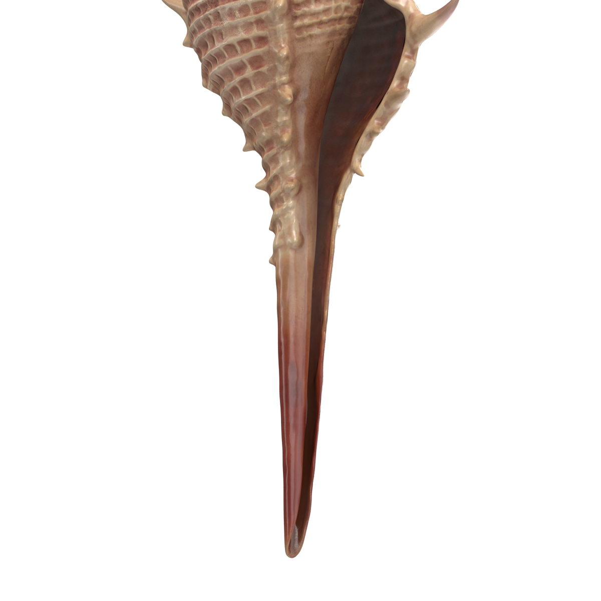 3D model Seashell 3