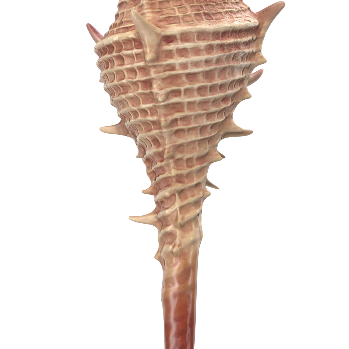 3D model Seashell 3