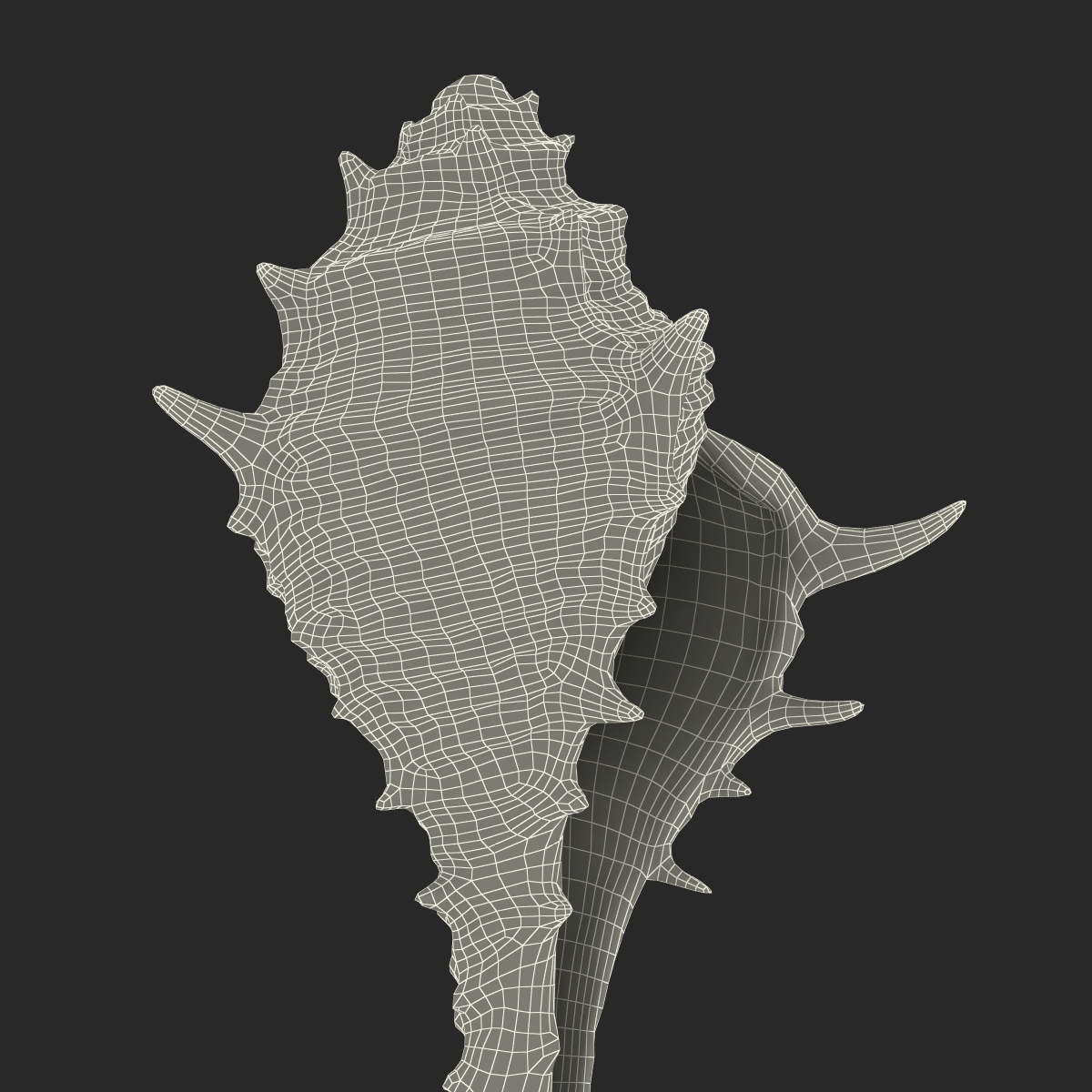 3D model Seashell 3