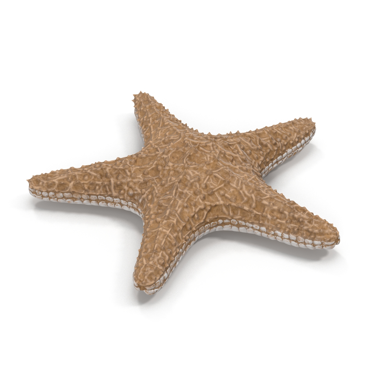 3D model Starfish