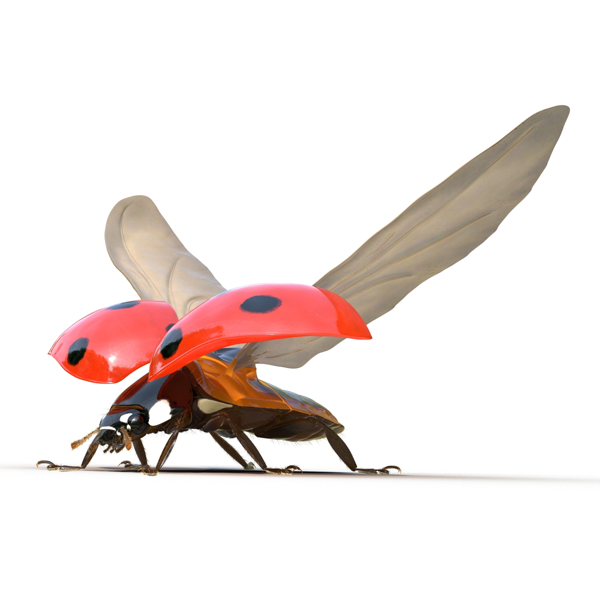 3D model Flying Ladybug with Fur Rigged