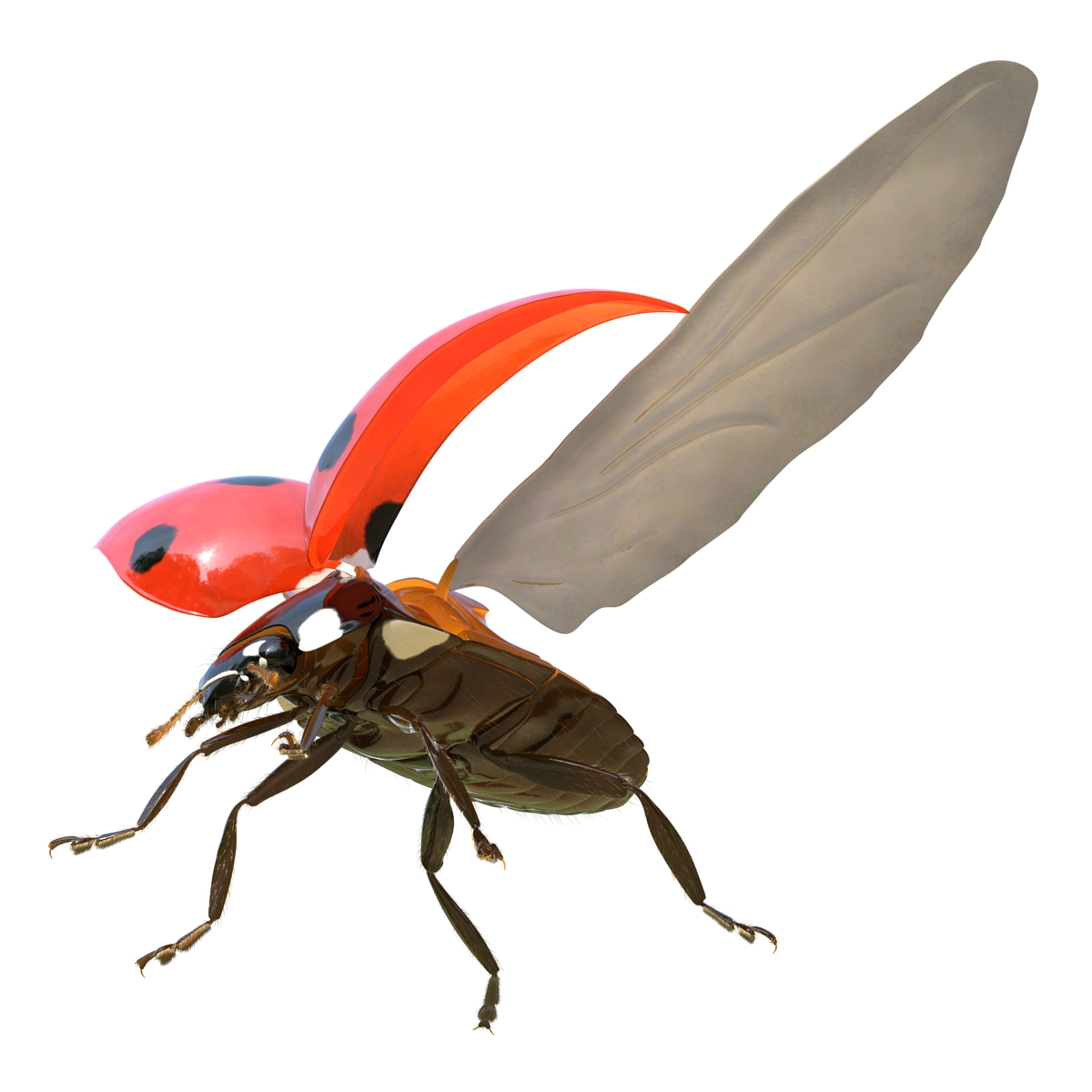 3D model Flying Ladybug with Fur Rigged