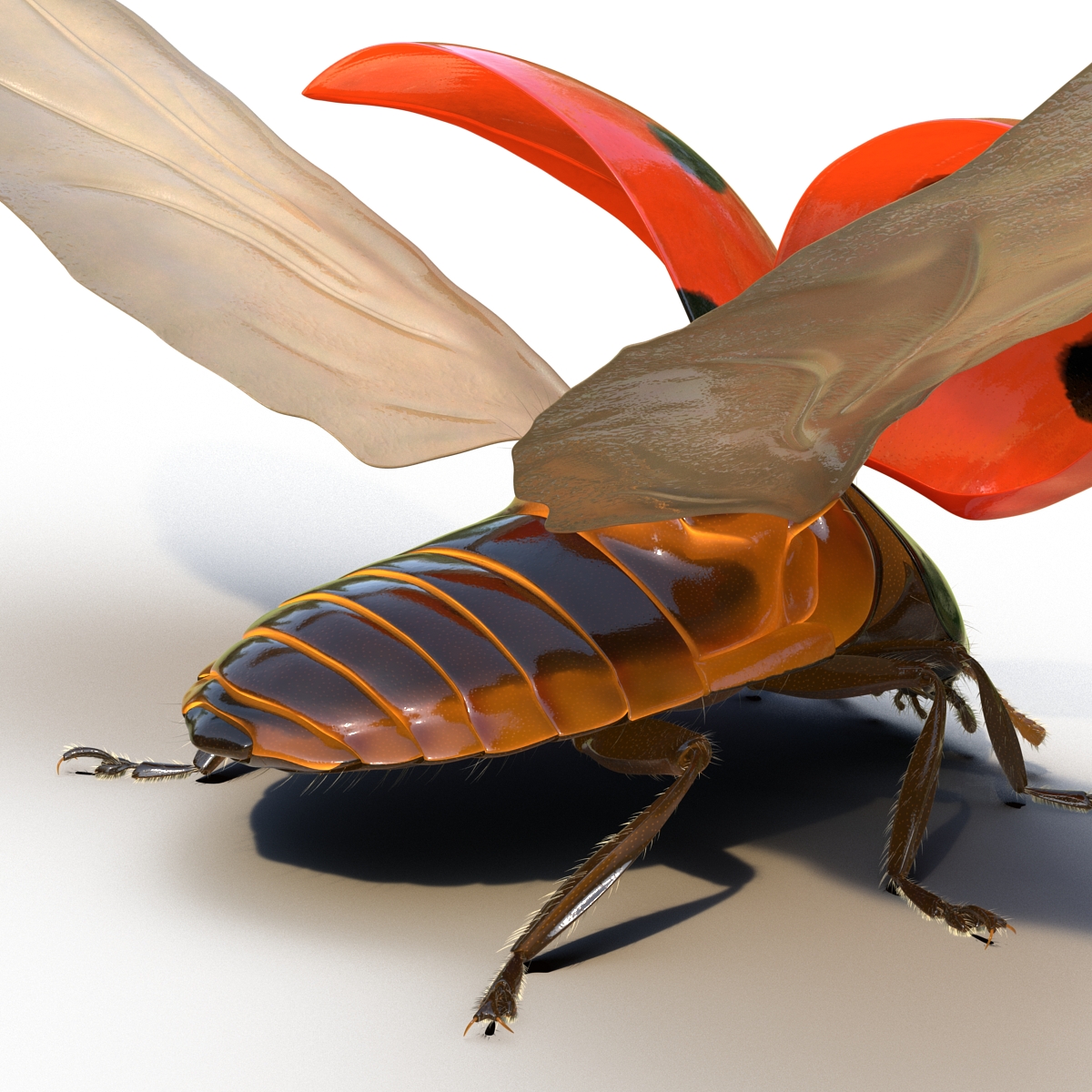 3D model Flying Ladybug with Fur Rigged