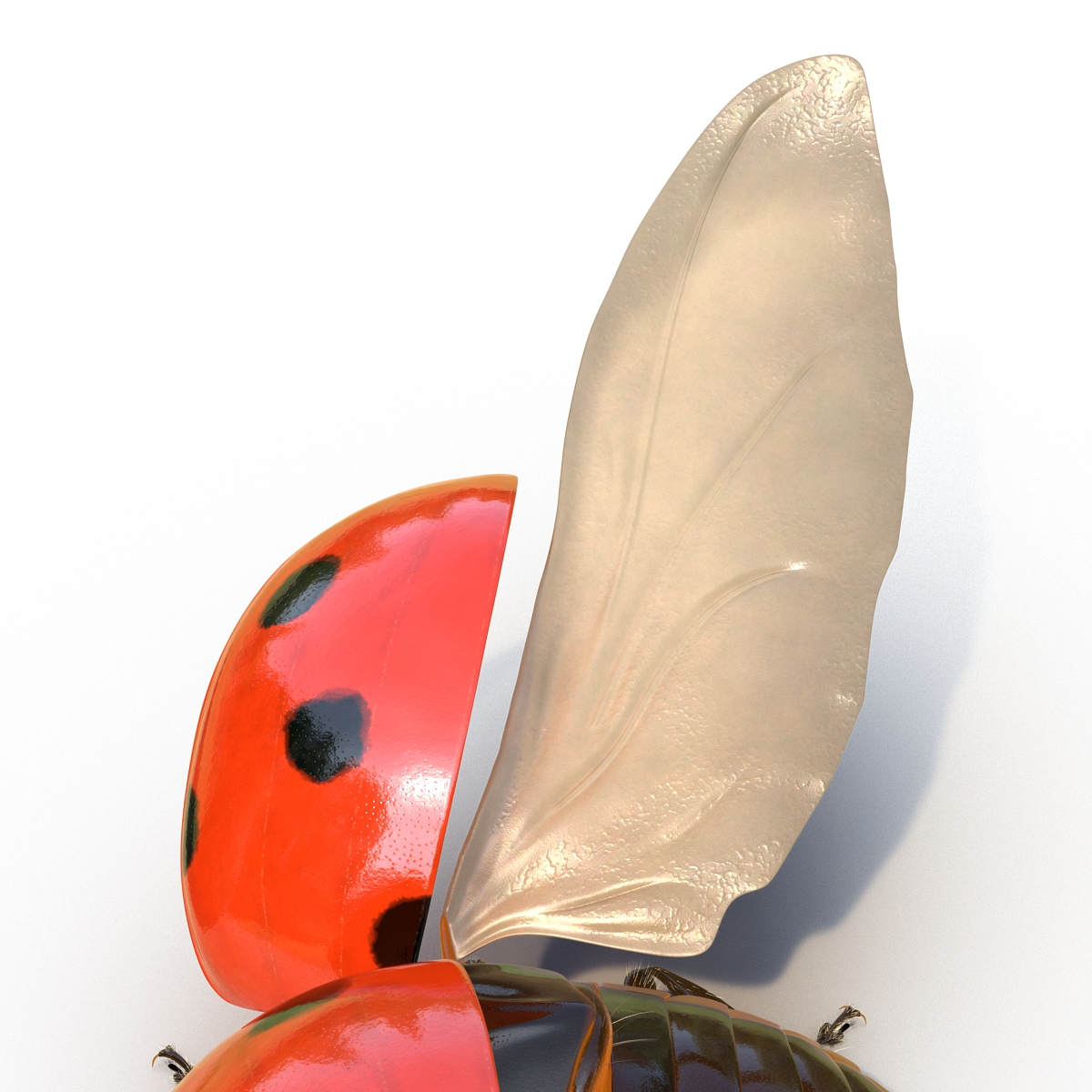 3D model Flying Ladybug with Fur Rigged