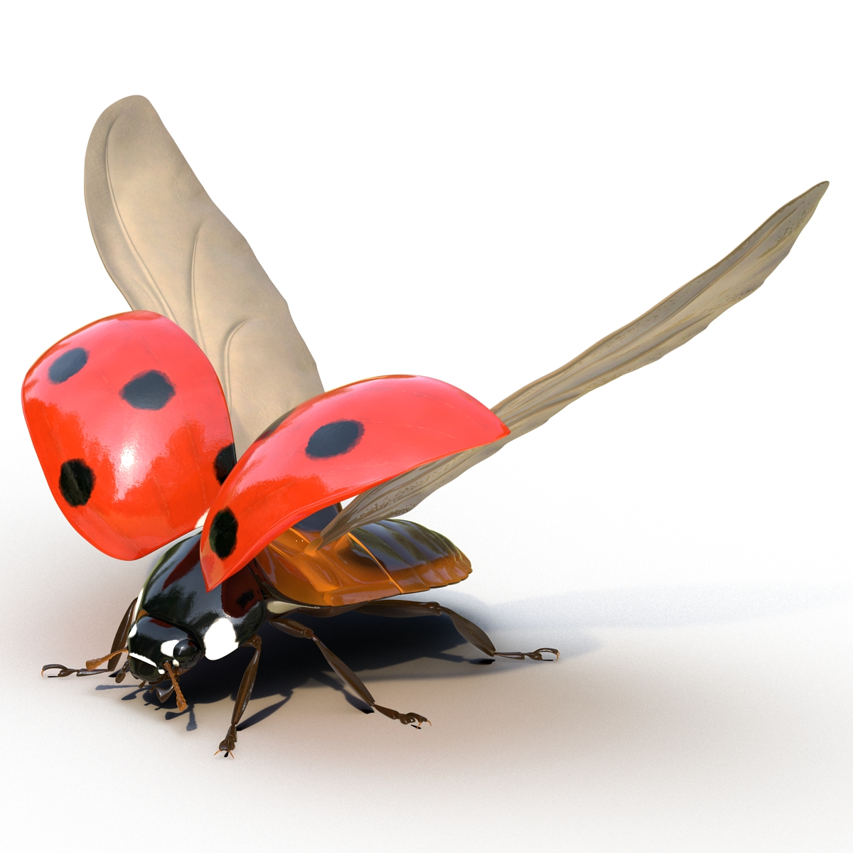 3D Flying Ladybug Rigged