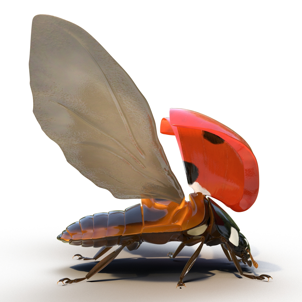 3D Flying Ladybug Rigged