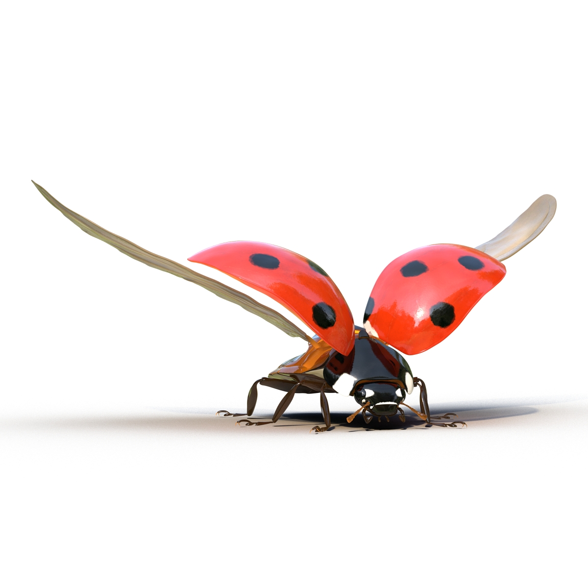 3D Flying Ladybug Rigged