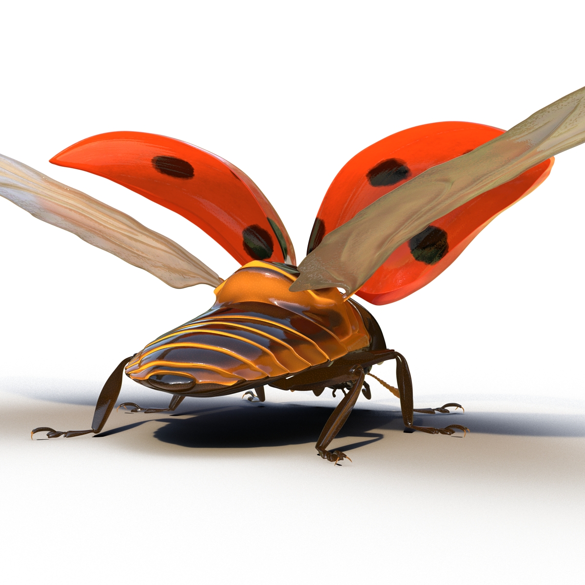 3D Flying Ladybug Rigged