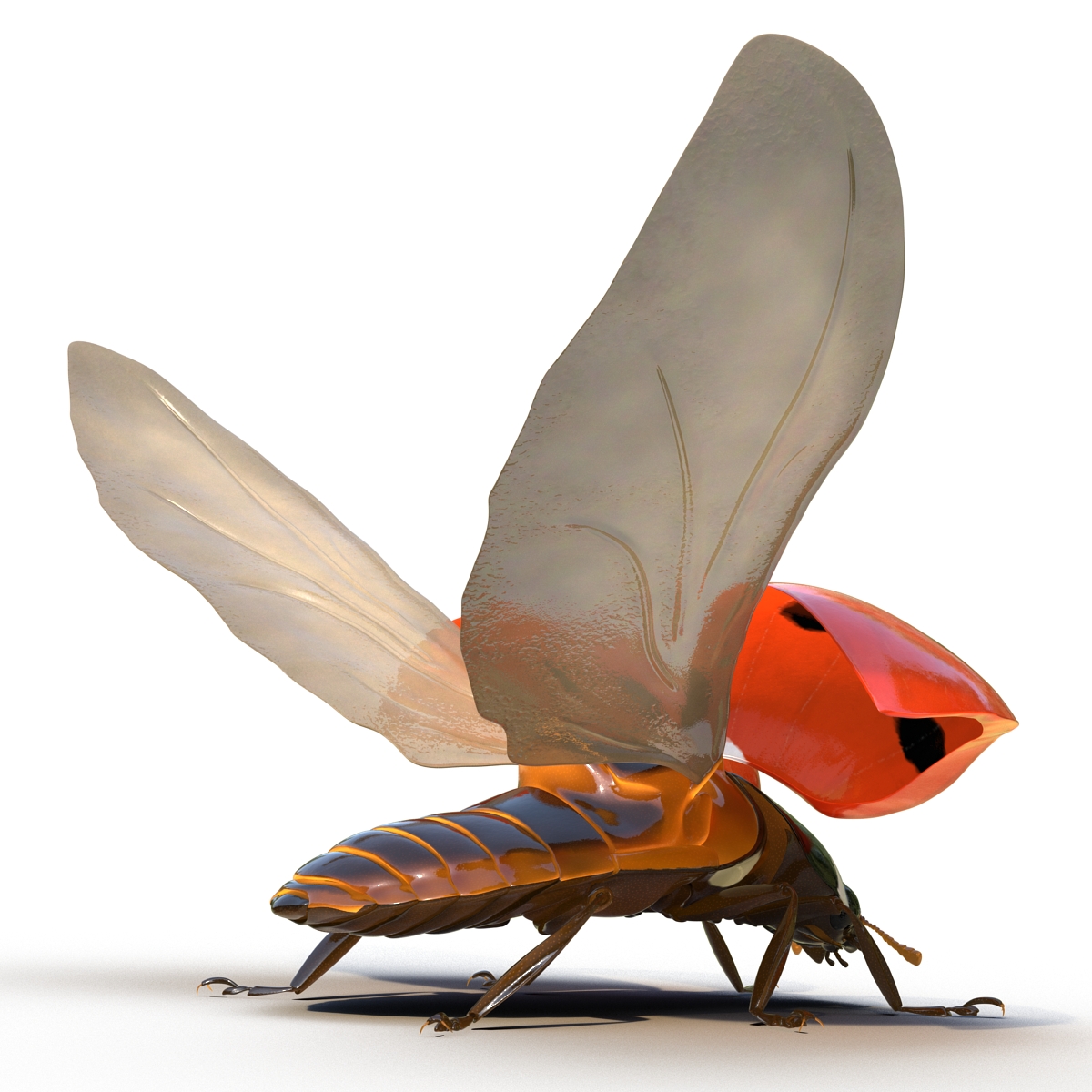 3D Flying Ladybug Rigged