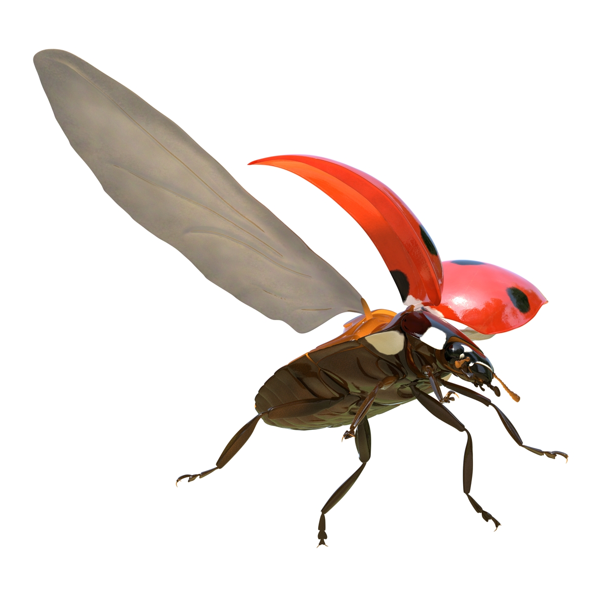 3D Flying Ladybug Rigged