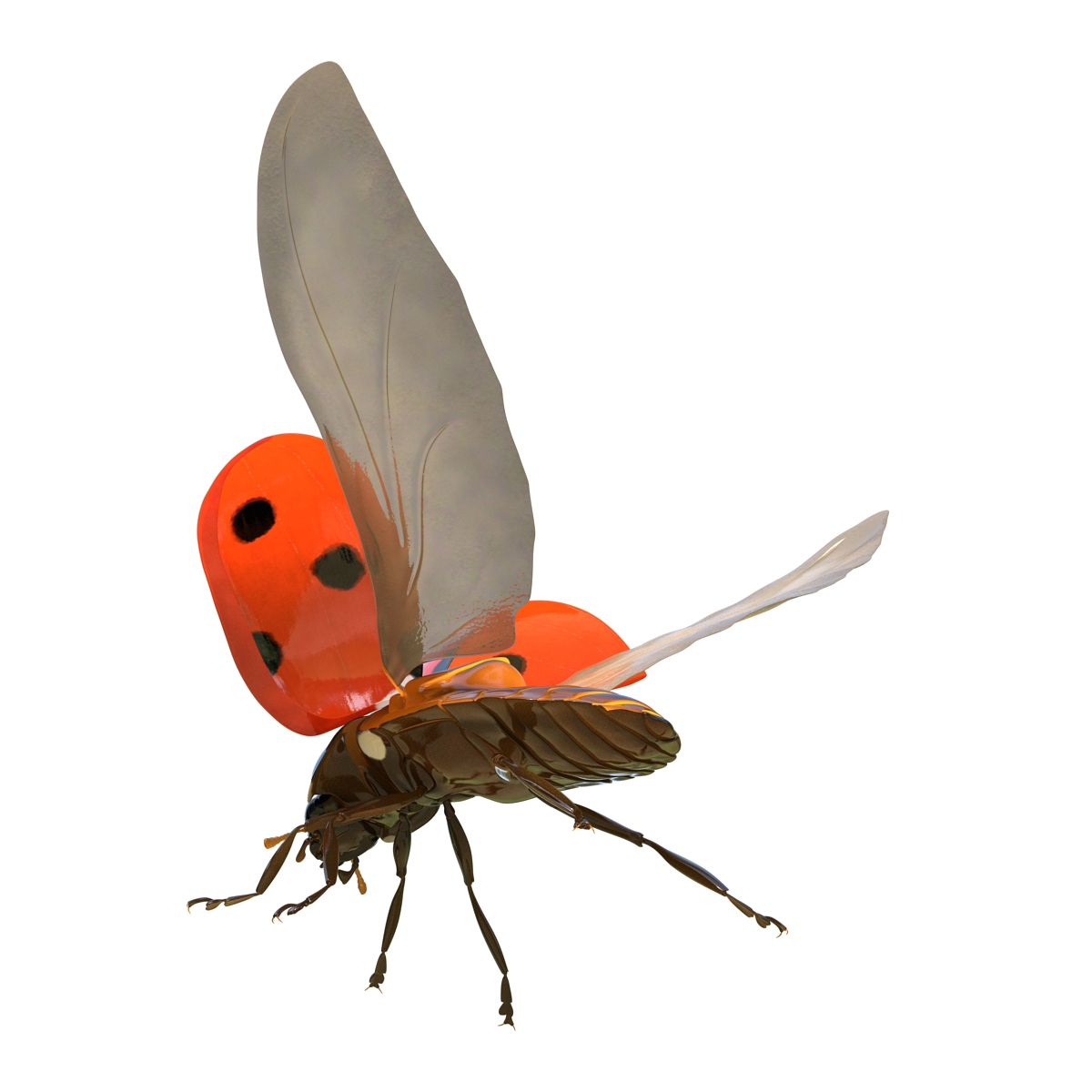 3D Flying Ladybug Rigged