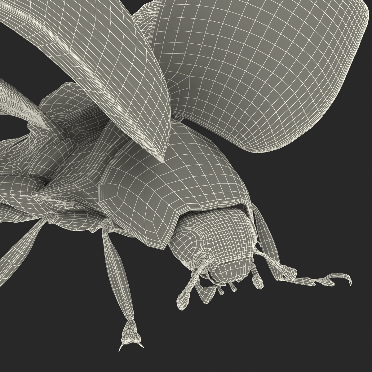 3D Flying Ladybug Rigged