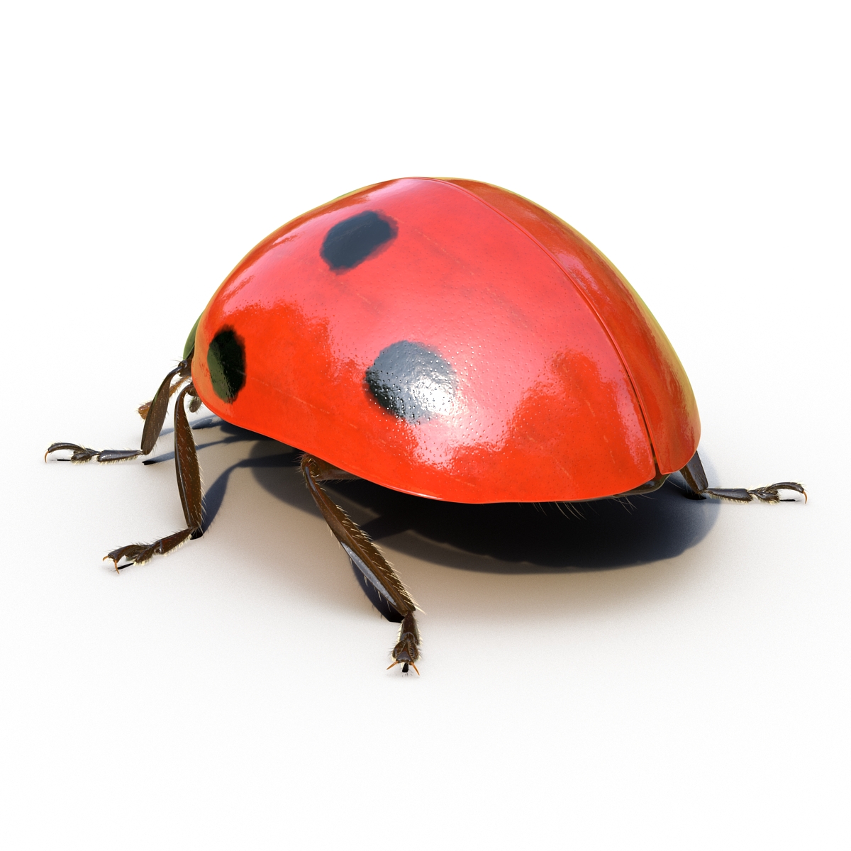 3D LadyBug Rigged with Fur model