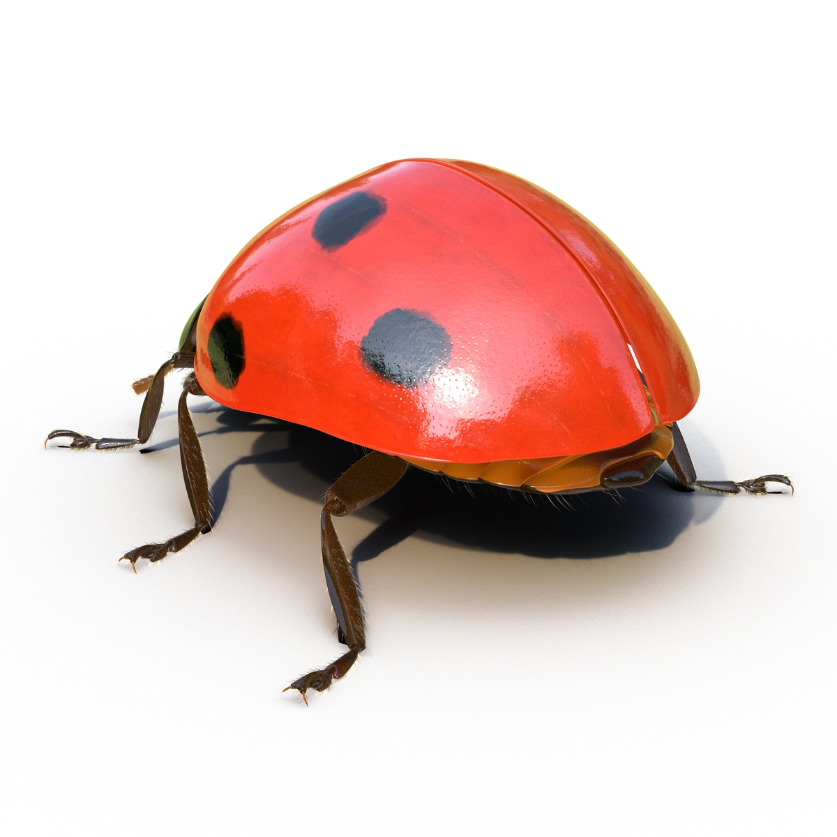 3D LadyBug Rigged with Fur model