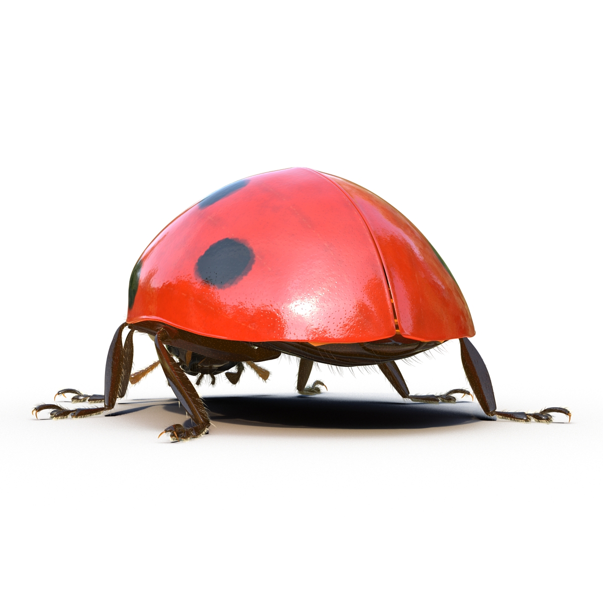 3D LadyBug Rigged with Fur model