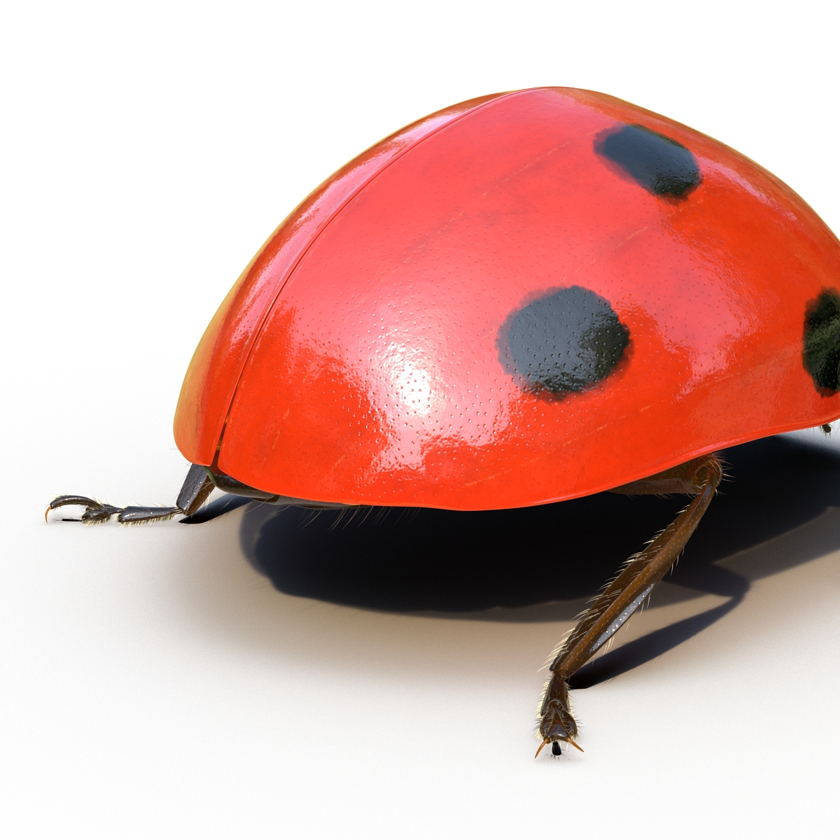 3D LadyBug Rigged with Fur model