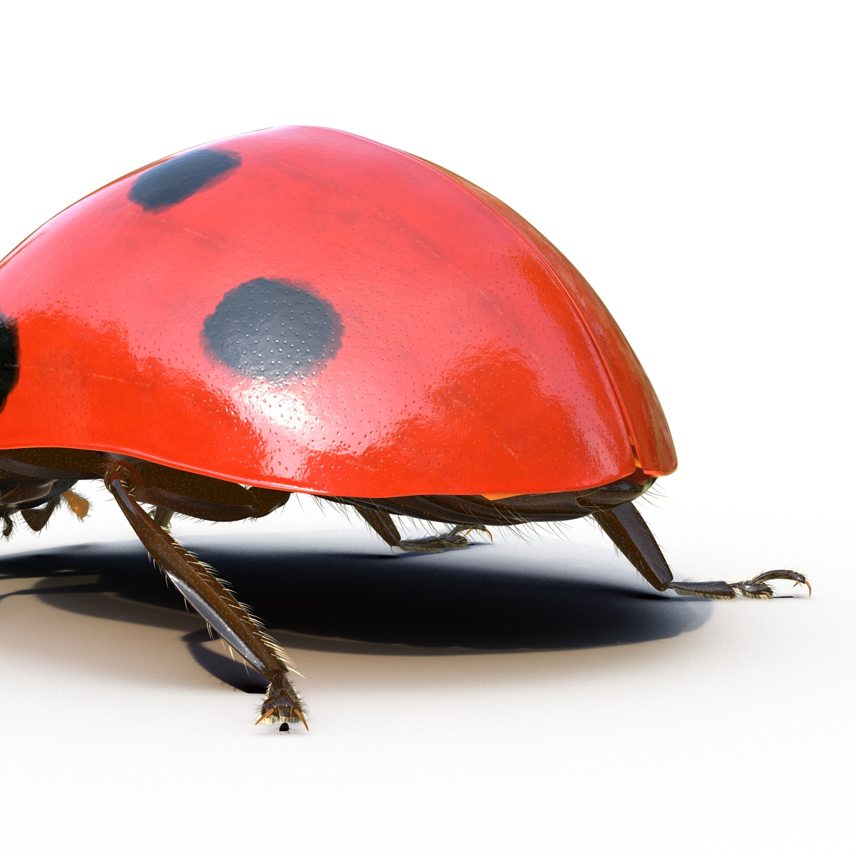 3D LadyBug Rigged with Fur model