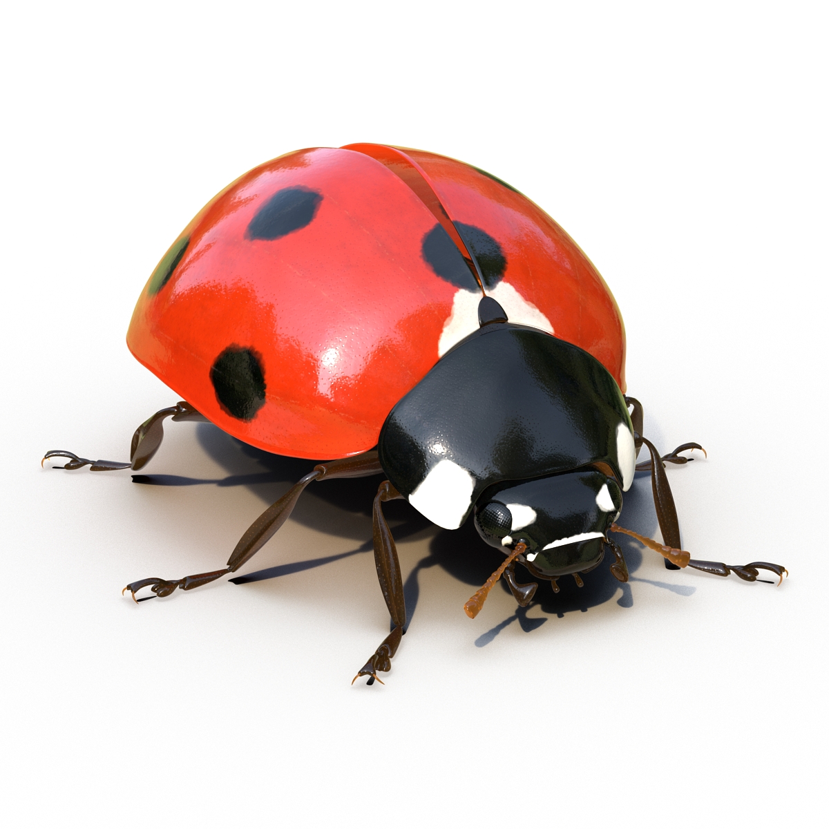 LadyBug Rigged 3D model