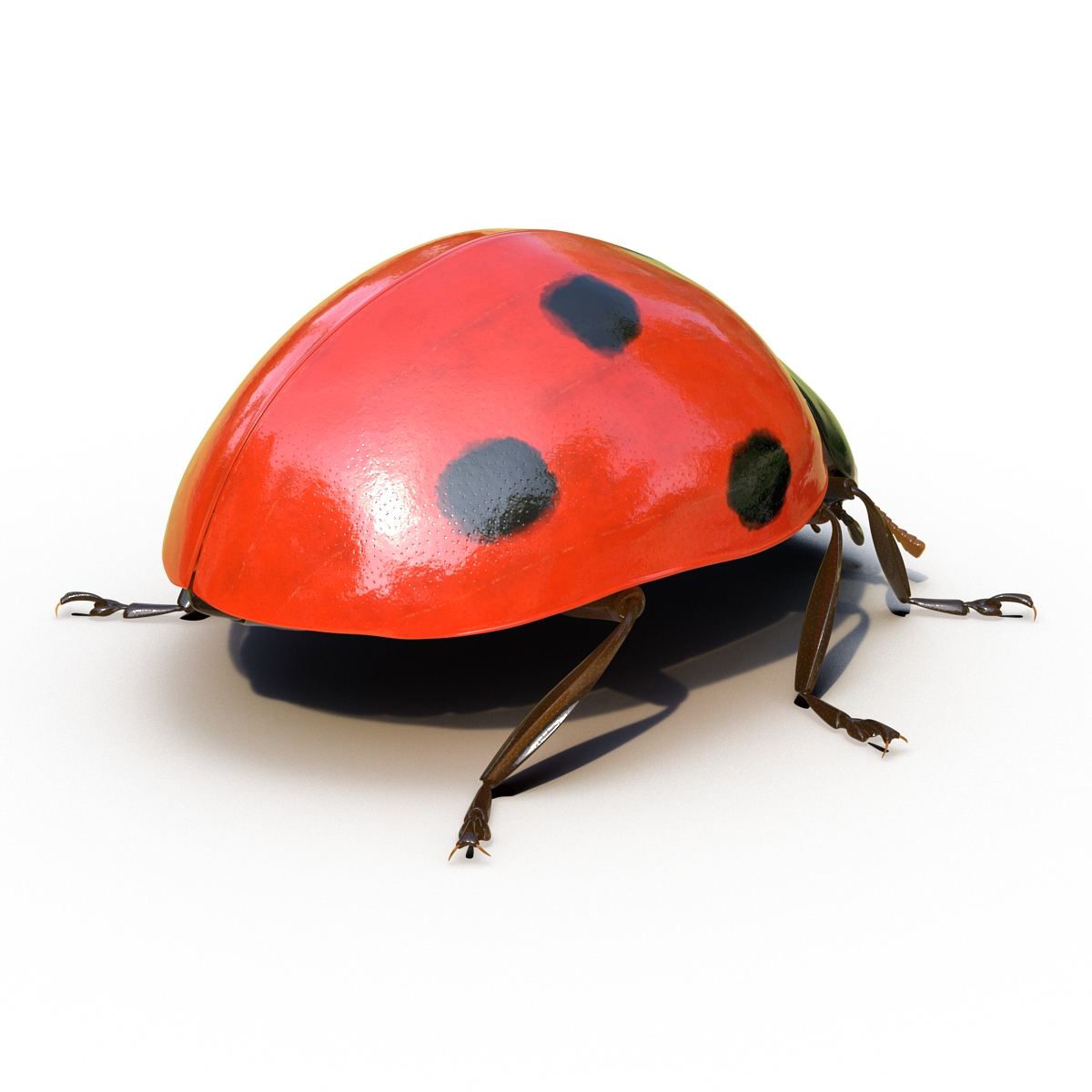 LadyBug Rigged 3D model