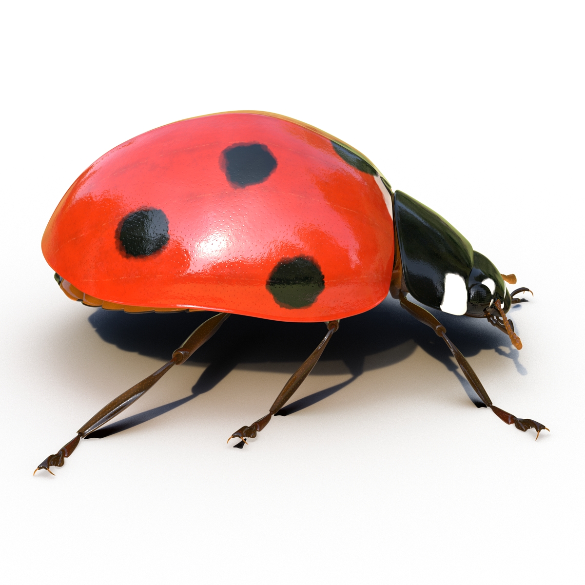 LadyBug Rigged 3D model