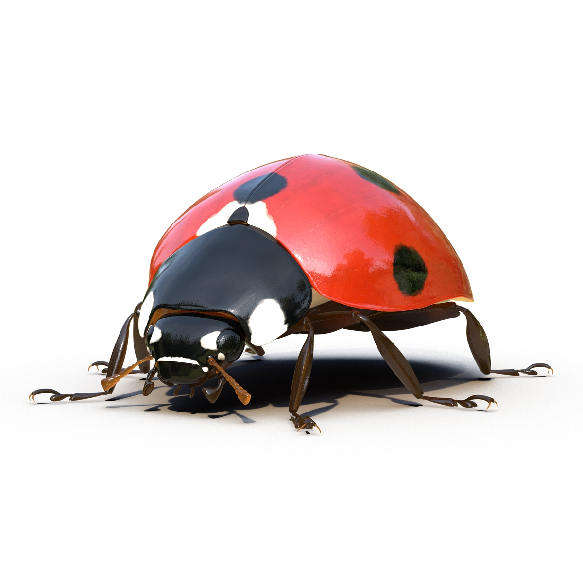 LadyBug Rigged 3D model