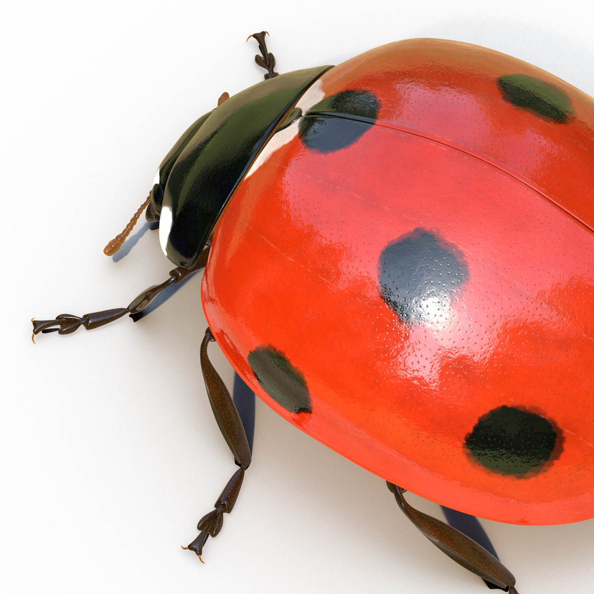 LadyBug Rigged 3D model