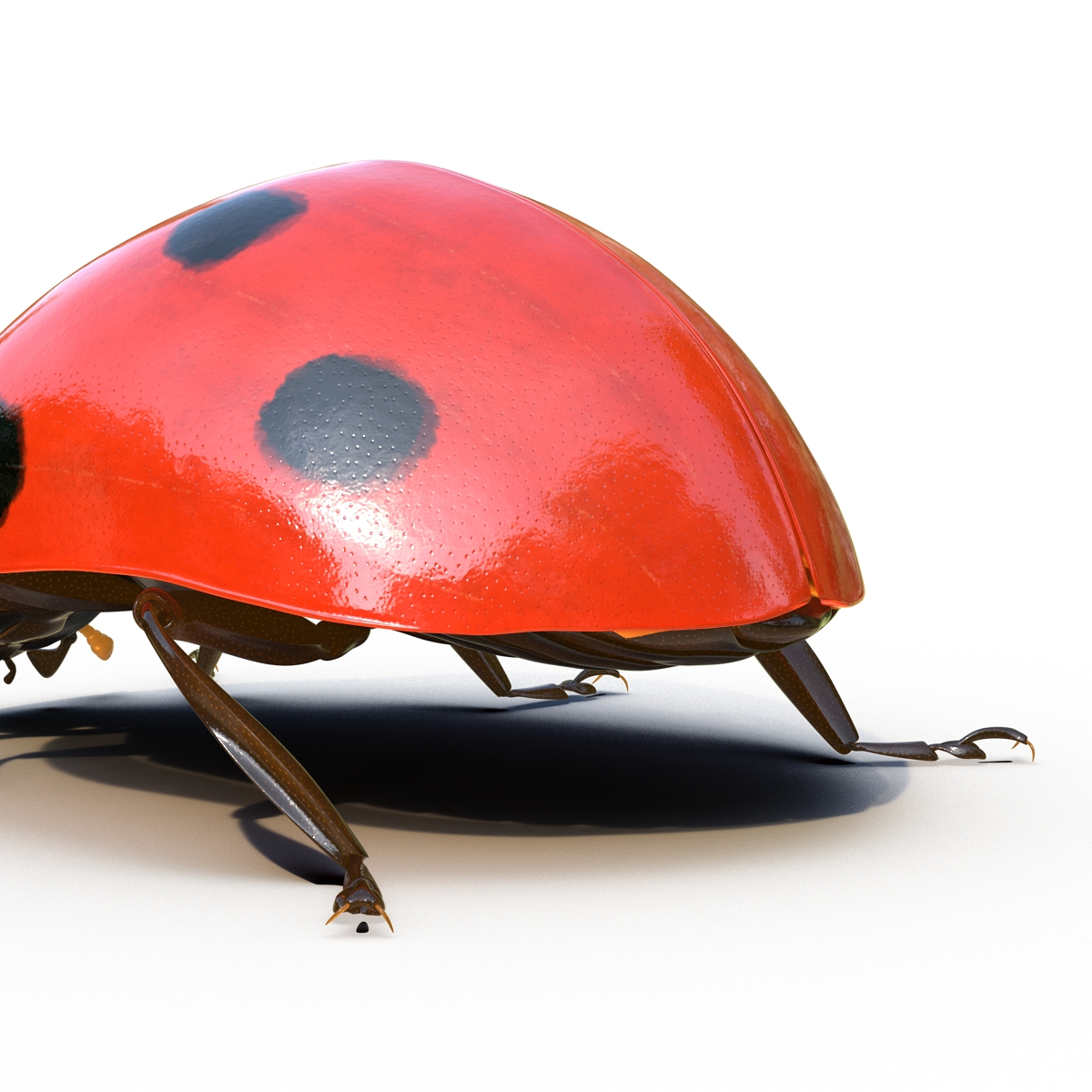 LadyBug Rigged 3D model