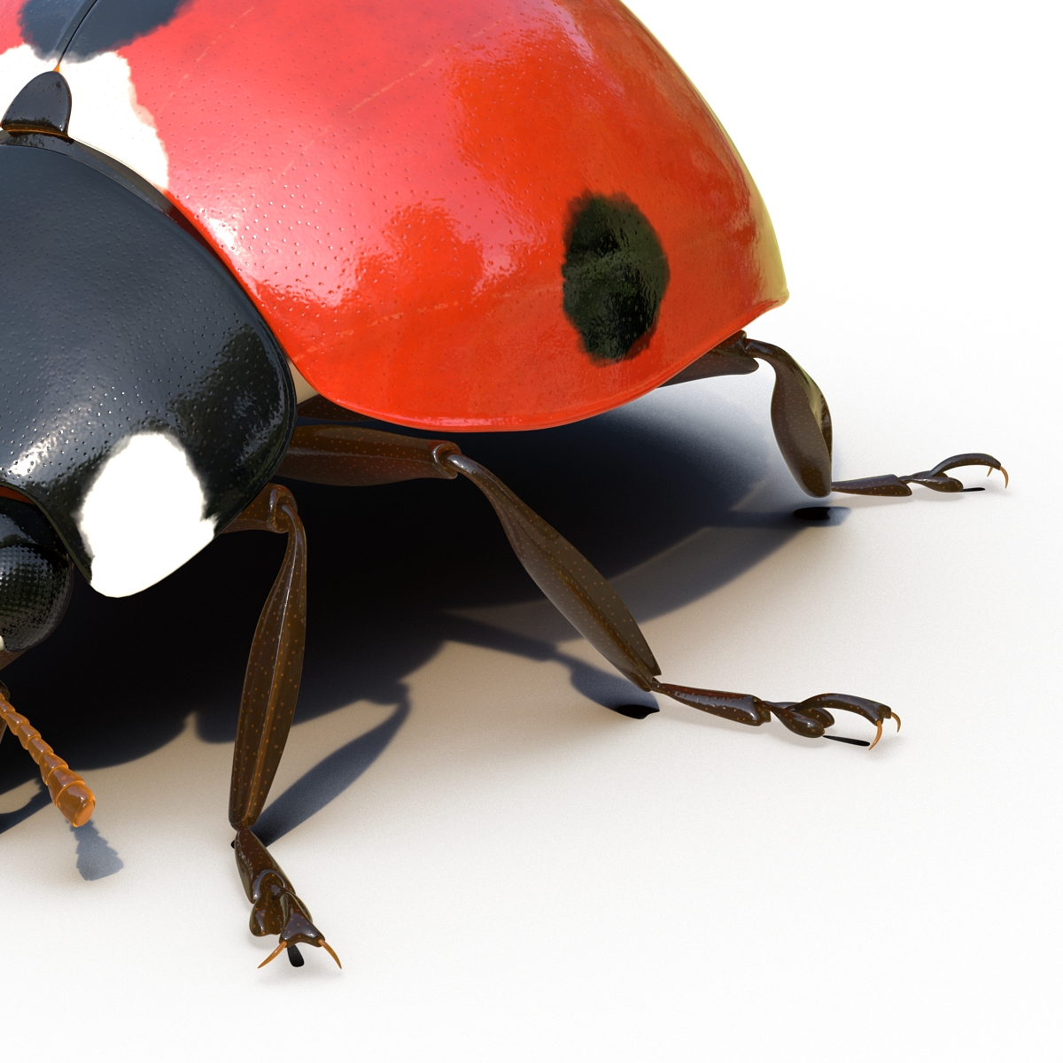 LadyBug Rigged 3D model