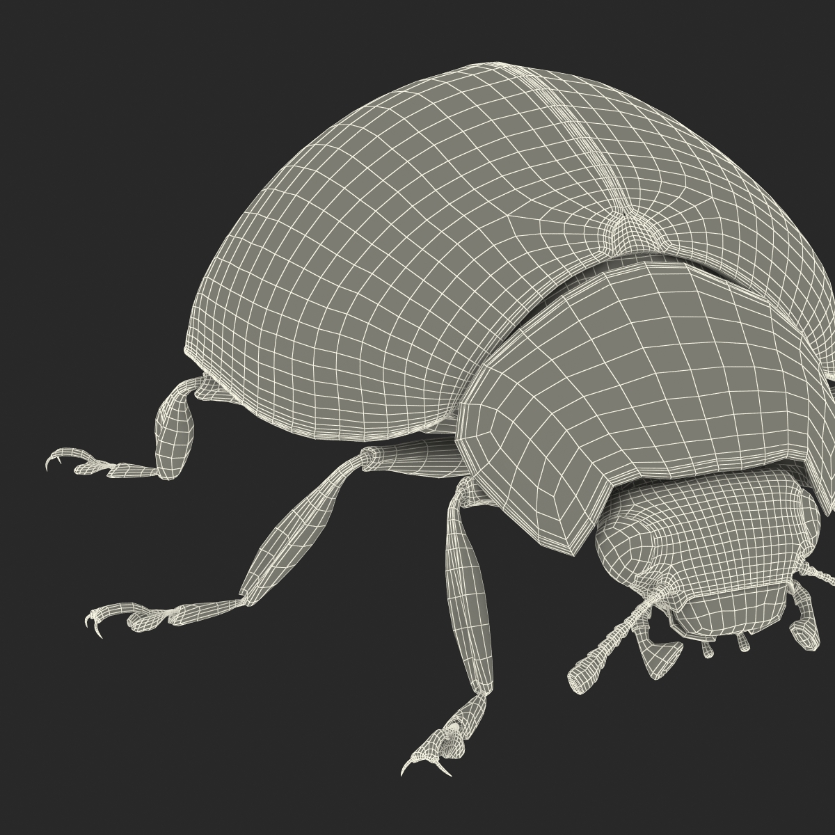 LadyBug Rigged 3D model