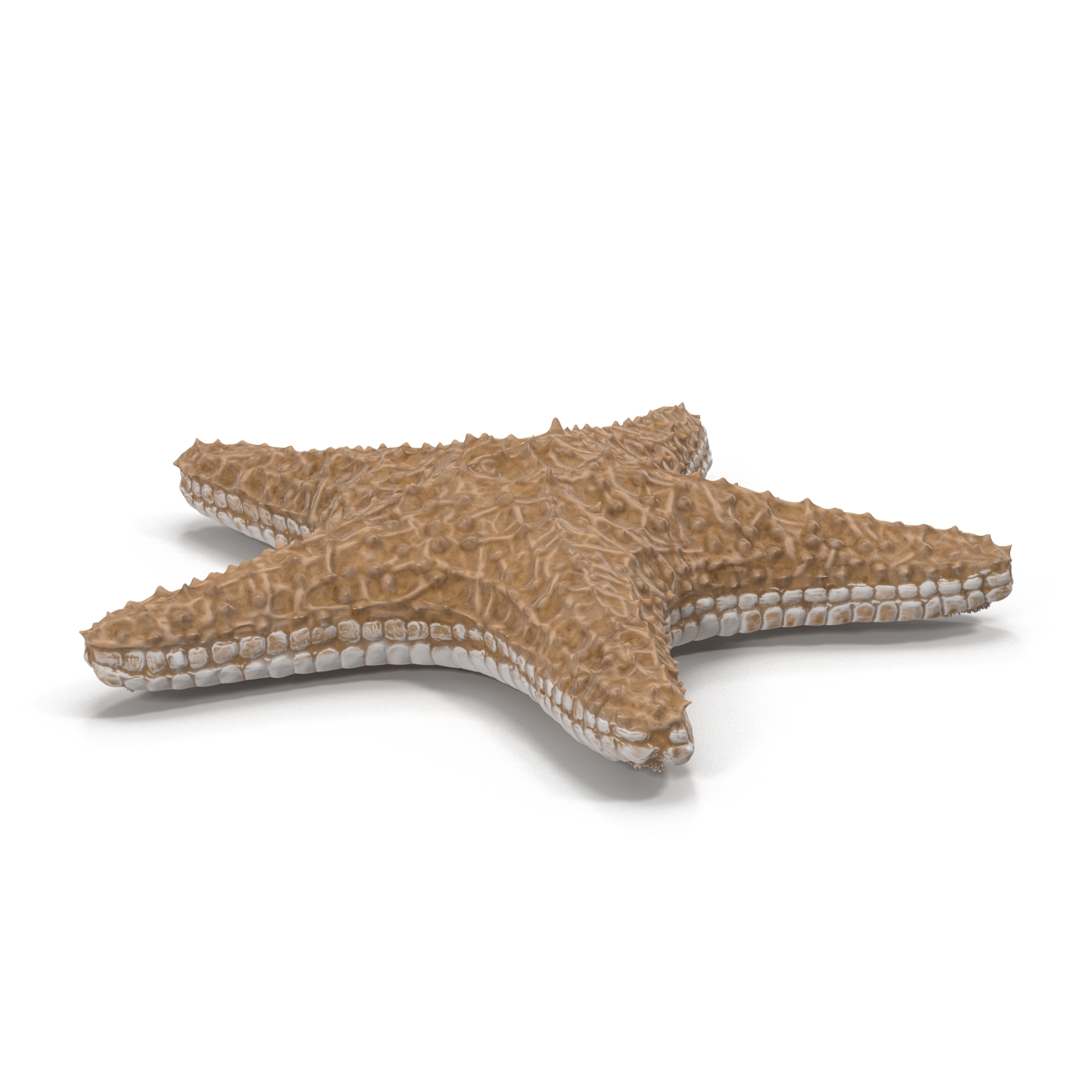 Starfish with Fur 3D