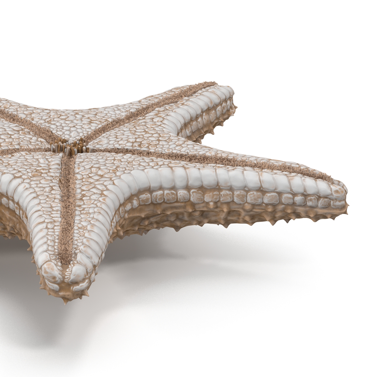 Starfish with Fur 3D