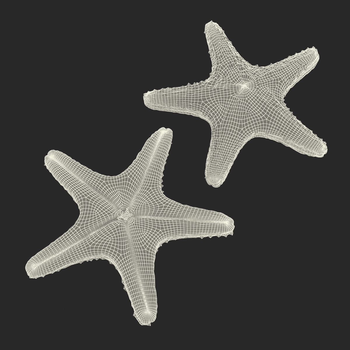 Starfish with Fur 3D