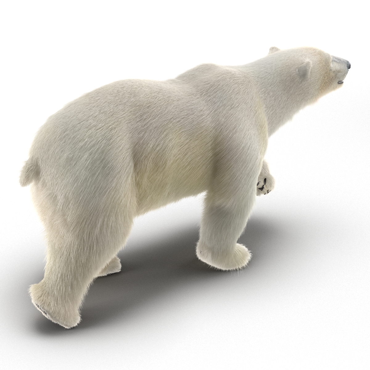 3D Polar Bear with Fur Pose 2