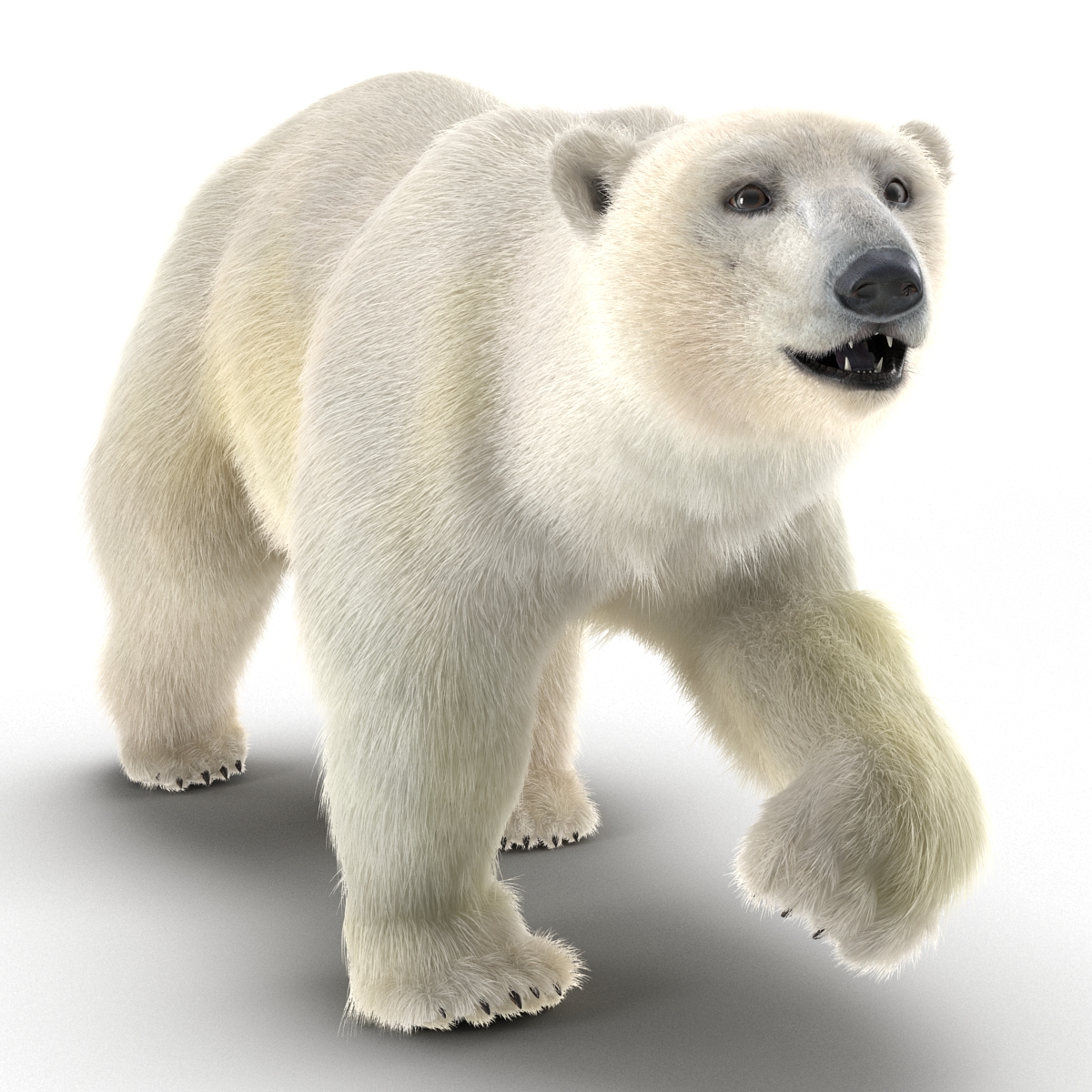 3D Polar Bear with Fur Pose 2