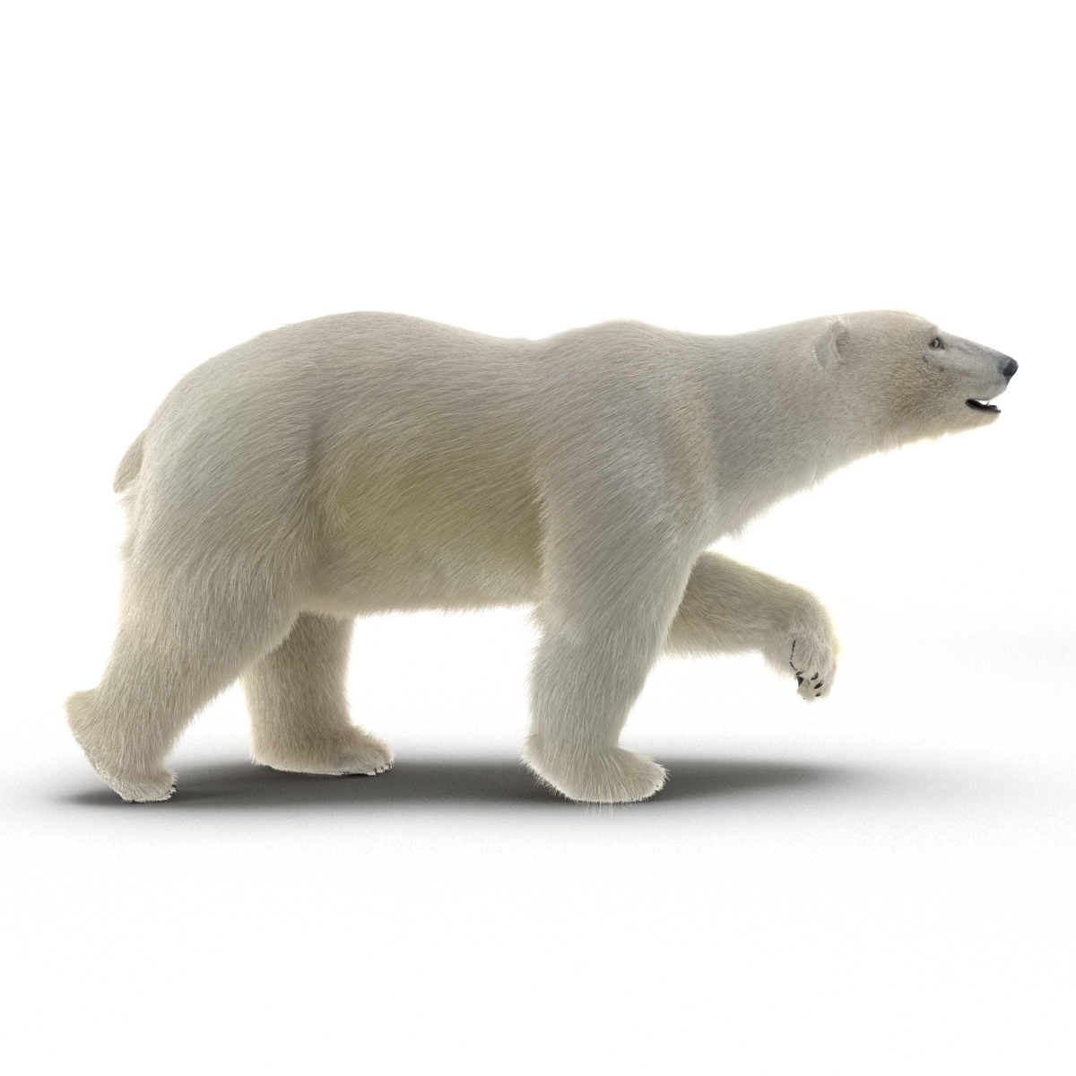 3D Polar Bear with Fur Pose 2