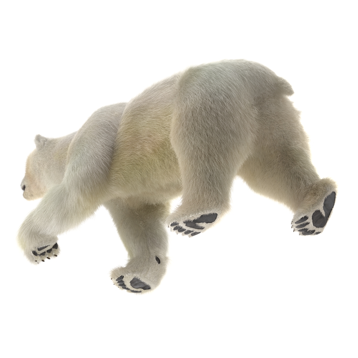 3D Polar Bear with Fur Pose 2