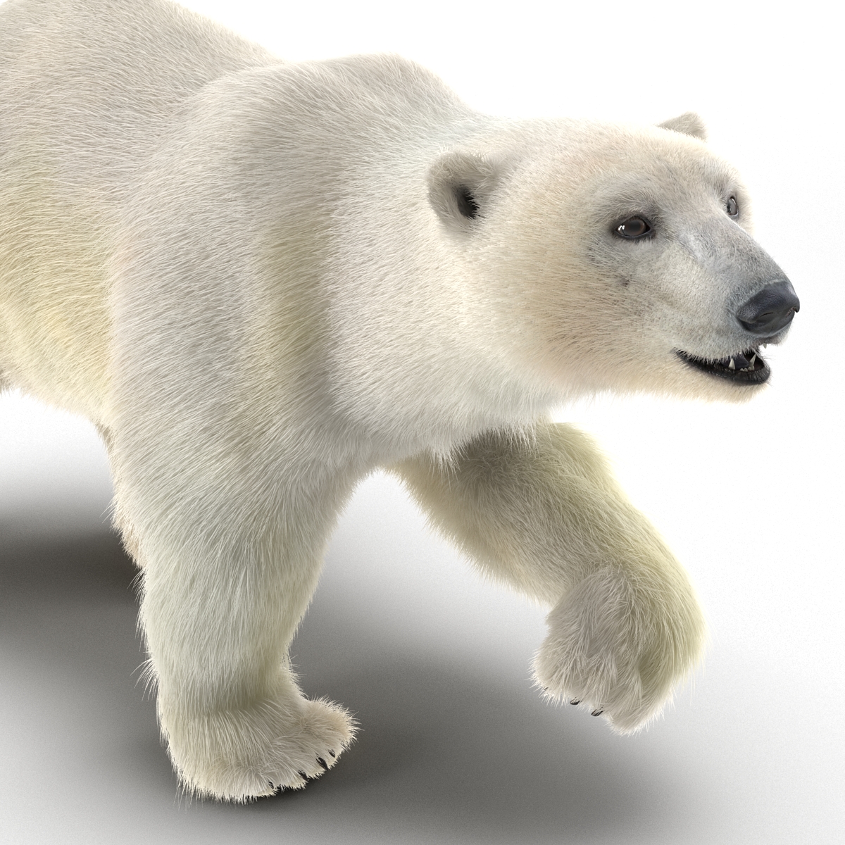 3D Polar Bear with Fur Pose 2