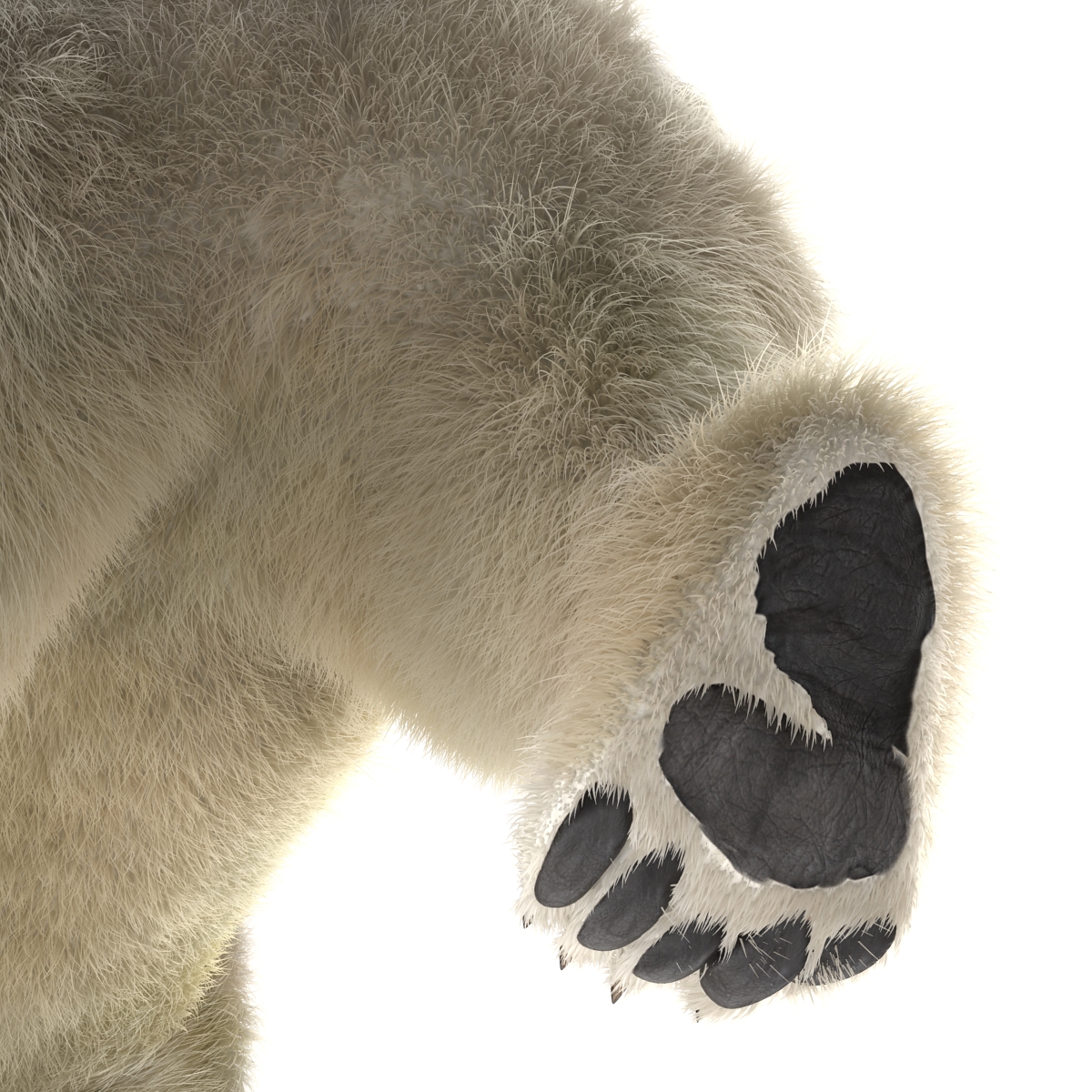 3D Polar Bear with Fur Pose 2