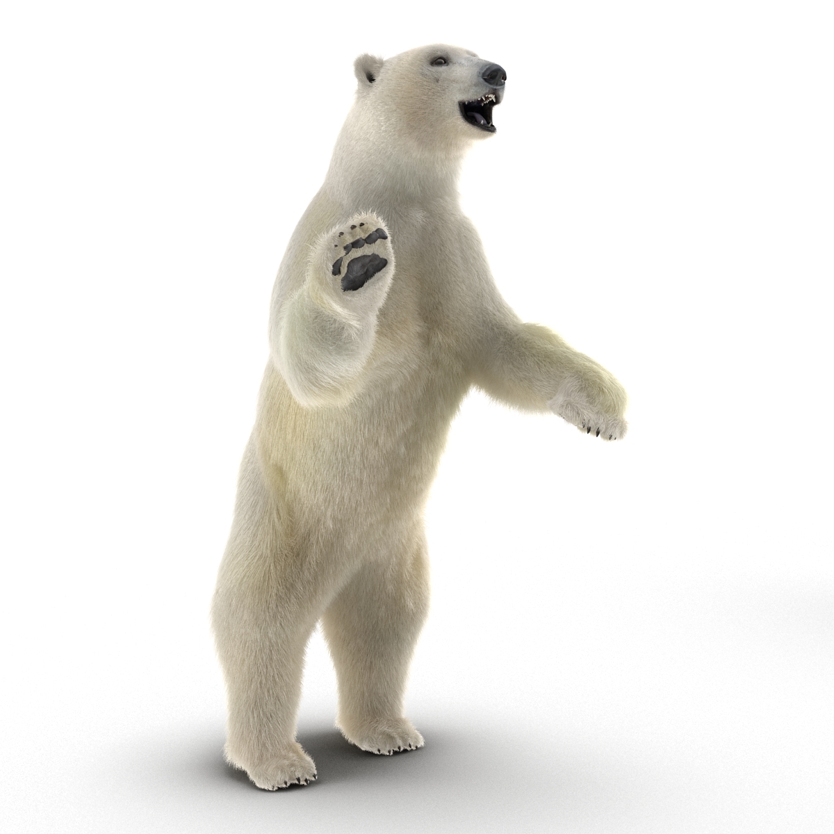 3D Polar Bear with Fur Pose 3