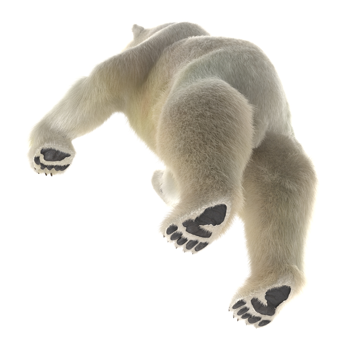 3D Polar Bear with Fur Pose 3