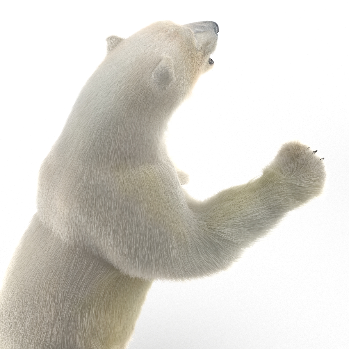 3D Polar Bear with Fur Pose 3