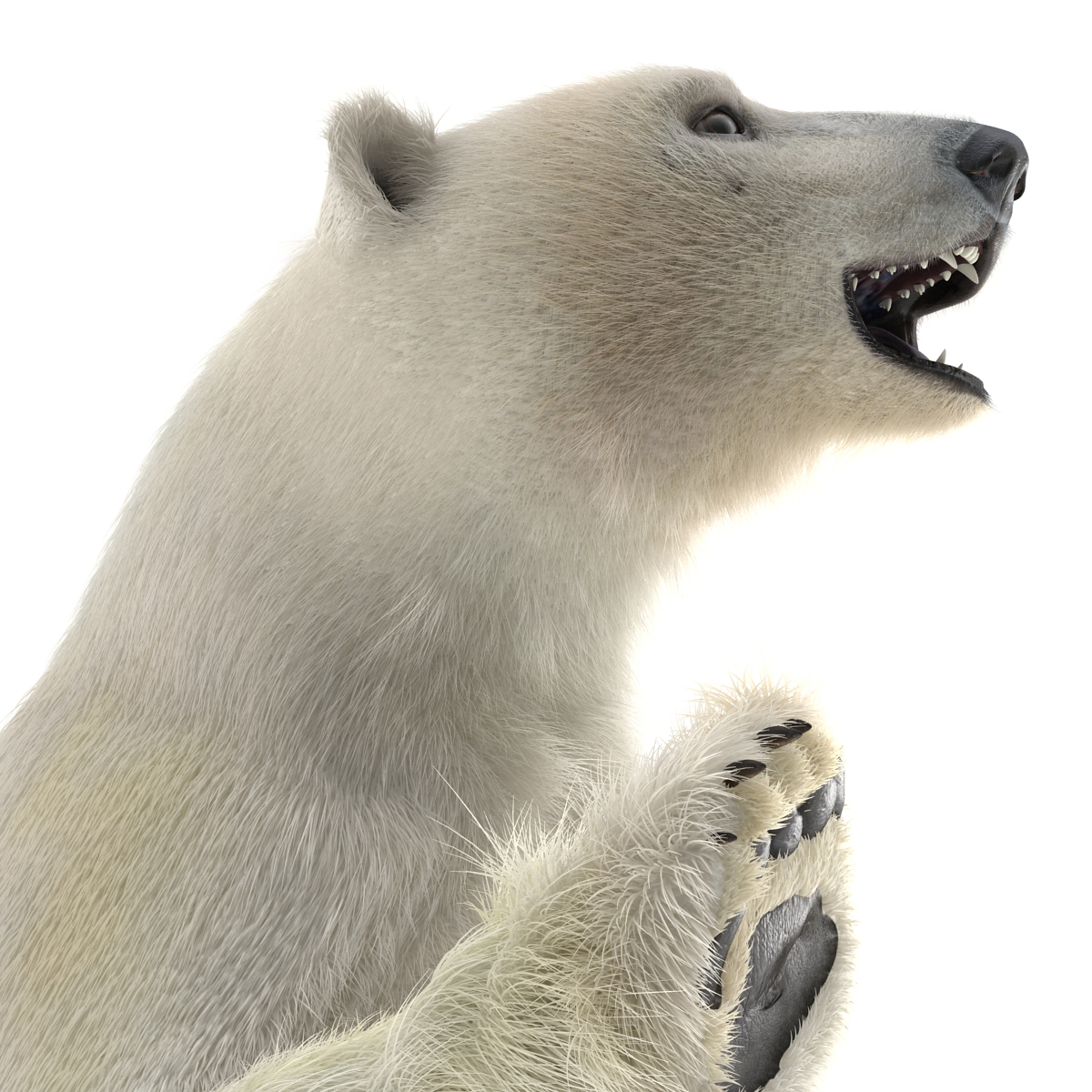 3D Polar Bear with Fur Pose 3