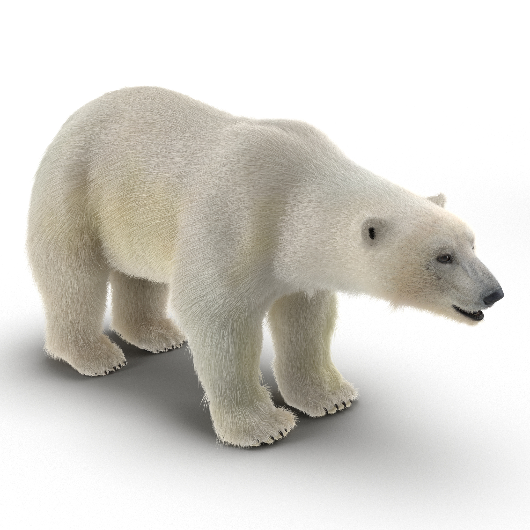 Polar Bear with Fur 3D model